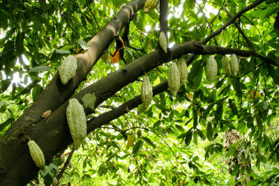 Imagem da notícia Como plantar cacau: clima e solo para o cacaueiro